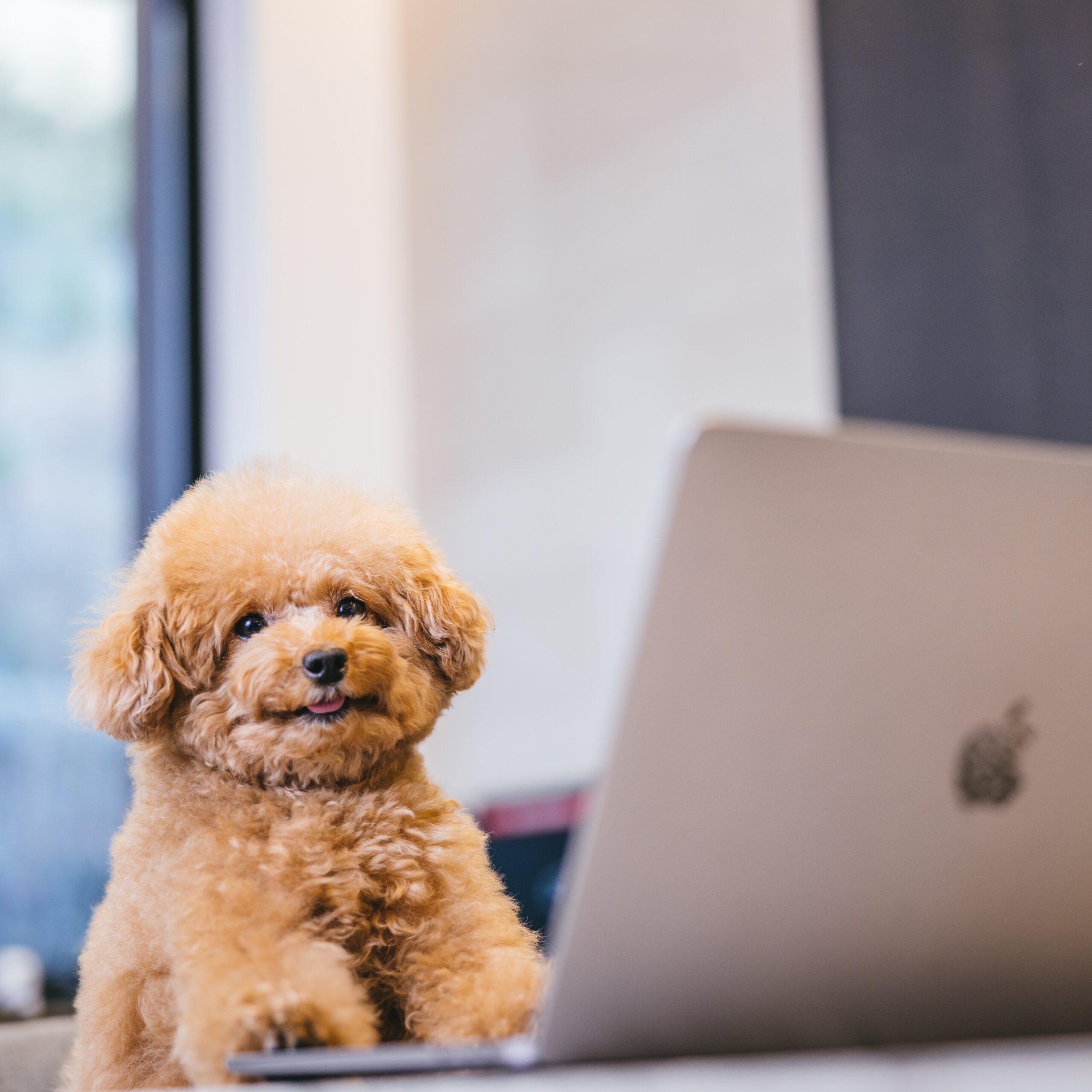 コムスペックの会社案内_わんこ・犬の健康生活サービス